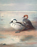 Smew - Archibald Thorburn — näkymä teoksesta