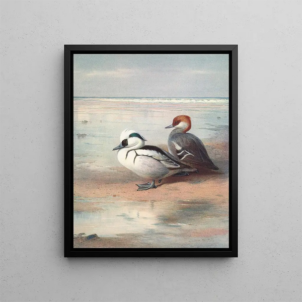 Smew - Archibald Thorburn — kehystetty taideteos seinällä