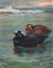 Surf Scoter - Archibald Thorburn — näkymä teoksesta