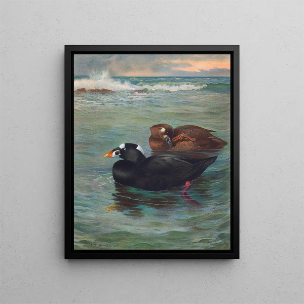 Surf Scoter - Archibald Thorburn — kehystetty taideteos seinällä