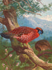 Tragopan de Temmincks - Archibald Thorburn — näkymä teoksesta