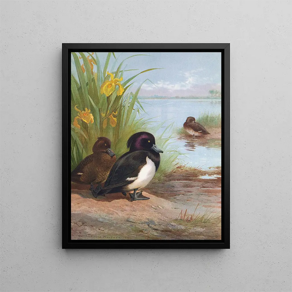 Fuligule morillon - Archibald Thorburn — kehystetty taideteos seinällä