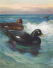 Macreuse à velours - Archibald Thorburn — näkymä teoksesta
