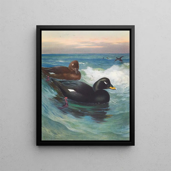 Macreuse à velours - Archibald Thorburn — kehystetty taideteos seinällä