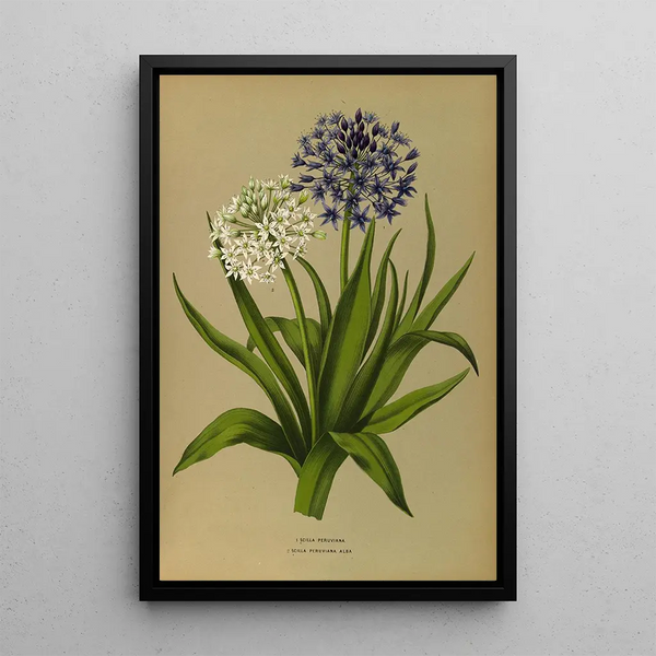 Scilla Peruviana 2 Scilla Peruviana Alba - Arentina Hendrica Arendsen — kehystetty taideteos seinällä