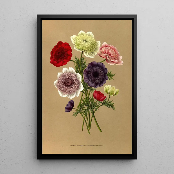 Arentina Hendrica Arendsen - Anemone Coronaria Fl Pl Doubles Anemones.webp