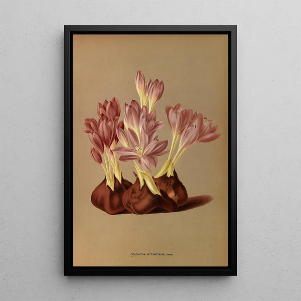 Maalauksen jäljennös Colchicum Byzantinum Varr - Arentina Hendrica Arendsen