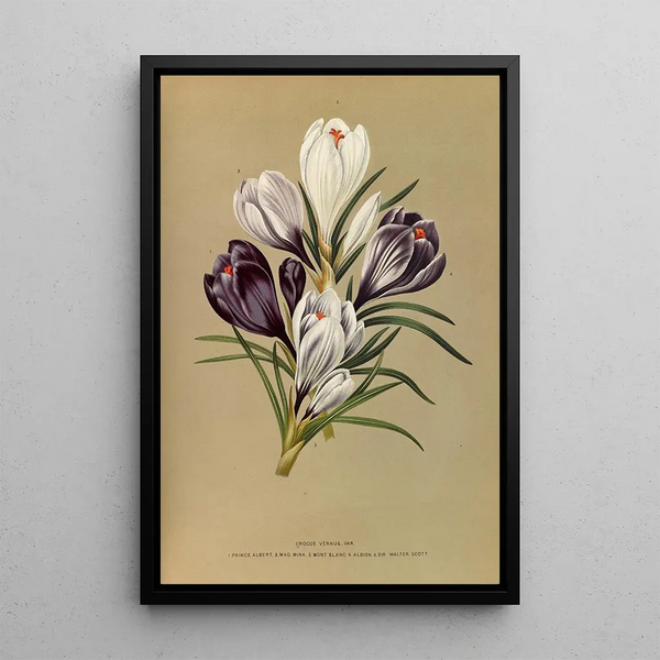 Maalauksen jäljennös Arentina Hendrica Arendsen - Crocus Vernus