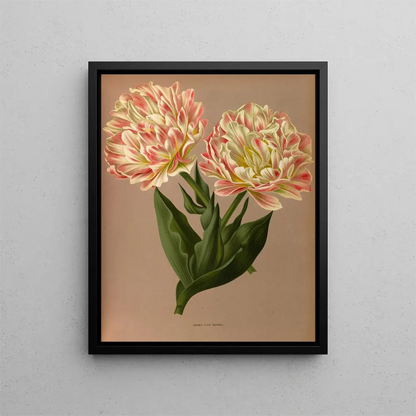 Arentina Hendrica Arendsen - Double Tulip Raphael.webp