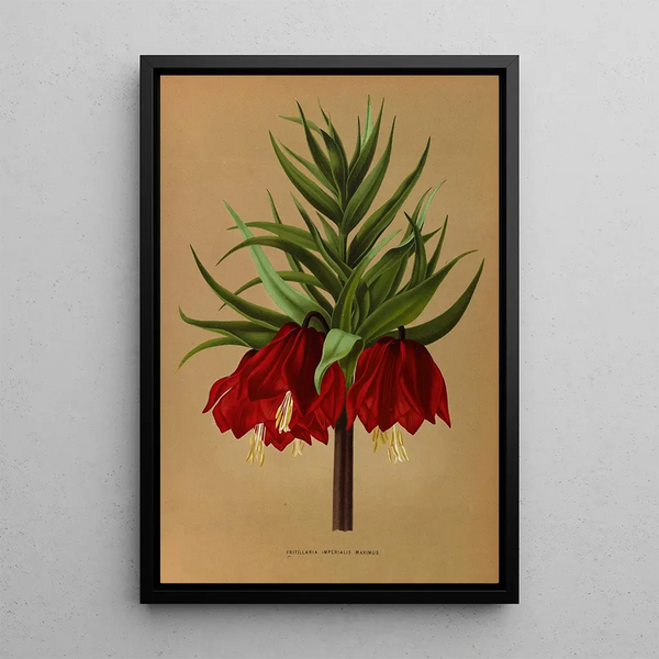 Maalauksen jäljennös Fritillaria Imperialis Maximus - Arentina Hendrica Arendsen
