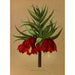 Maalauksen jäljennös Fritillaria Imperialis Maximus - Arentina Hendrica Arendsen