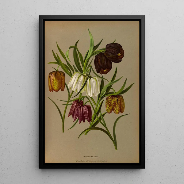 Maalauksen jäljennös Fritillaria meleagris - Arentina Hendrica Arendsen