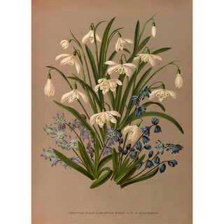 Arentina Hendrica Arendsen - Galanthus Nivalis 2 Galanthus Nivalis Fl Pl 3 Scilla Sibirica.webp