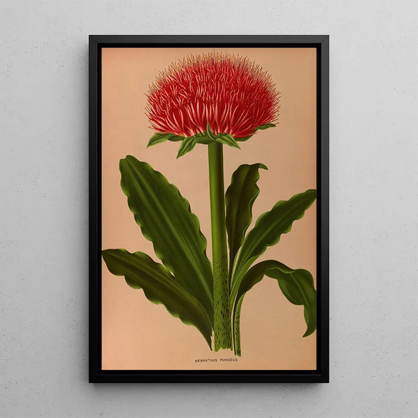 Haemanthus Puniceus - Arentina Hendrica Arendsen — kehystetty taideteos seinällä