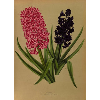 Arentina Hendrica Arendsen - Hyacinths 3.webp