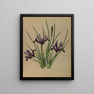 Arentina Hendrica Arendsen - Iris Reticulata.webp
