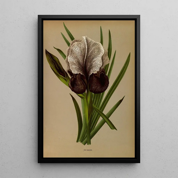 Maalauksen jäljennös Iris Susiana - Arentina Hendrica Arendsen