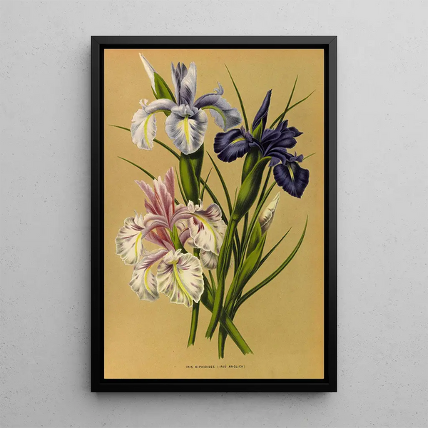 Maalauksen jäljennös Iris Xiphioides Iris Anglica - Arentina Hendrica Arendsen