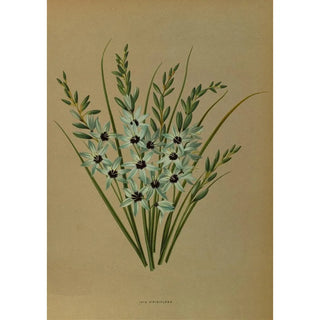 Arentina Hendrica Arendsen - Ixia Viridiflora.webp