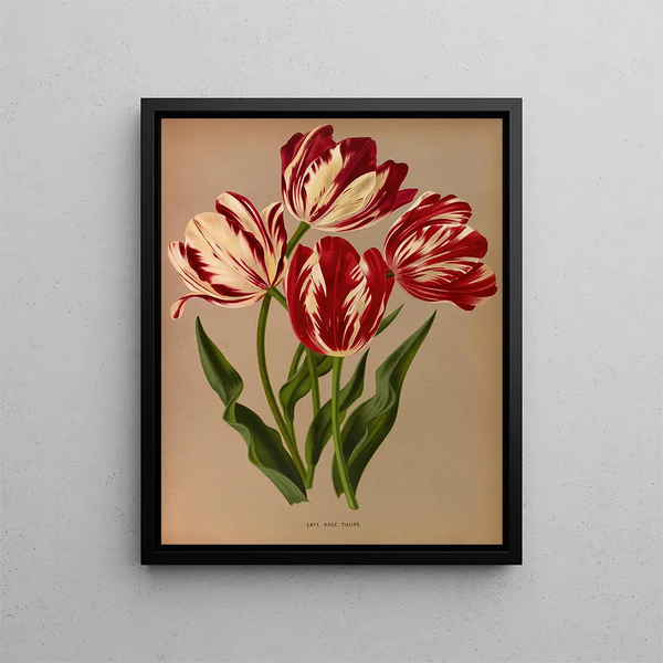 Tulipes roses tardives - Arentina Hendrica Arendsen — kehystetty taideteos seinällä