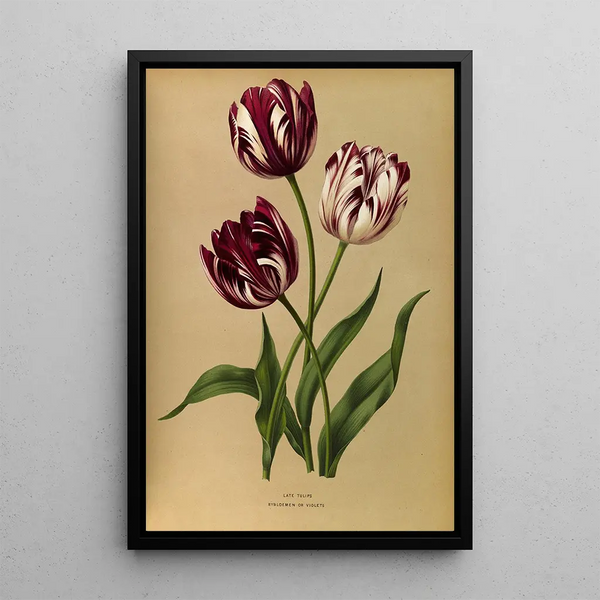 Tulipes tardives - Arentina Hendrica Arendsen — kehystetty taideteos seinällä