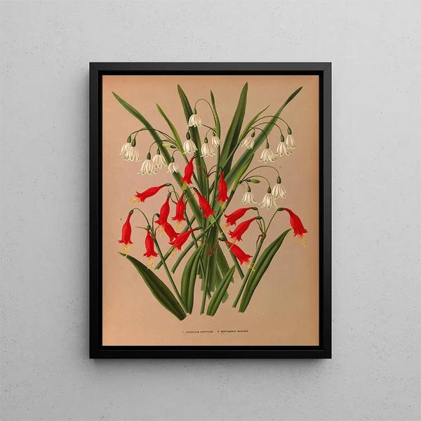 Leucojum aestivum, Pentlandia miniata - Arentina Hendrica Arendsen — kehystetty taideteos seinällä