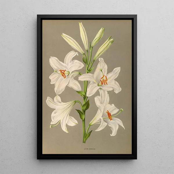 Lys candidum - Arentina Hendrica Arendsen — kehystetty taideteos seinällä