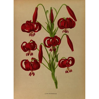 Arentina Hendrica Arendsen - Lilium Chalcedonicum.webp