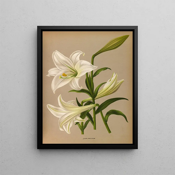 Lys de Longiflorum - Arentina Hendrica Arendsen — kehystetty taideteos seinällä