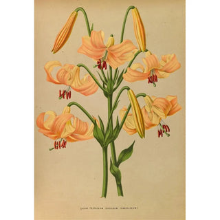 Arentina Hendrica Arendsen - Lilium Testaceum.webp