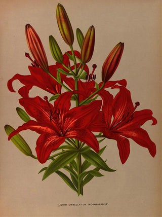 Arentina Hendrica Arendsen - Lilium Umbellatum Incomparabile.webp