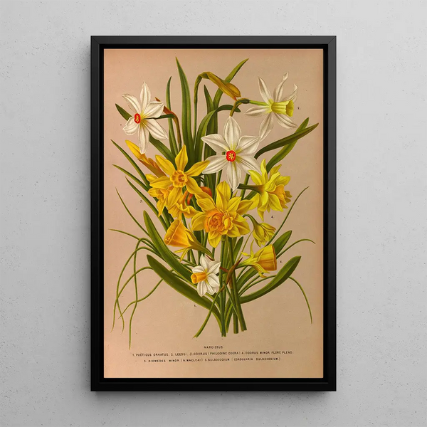 Narcisse 1 - Arentina Hendrica Arendsen — kehystetty taideteos seinällä
