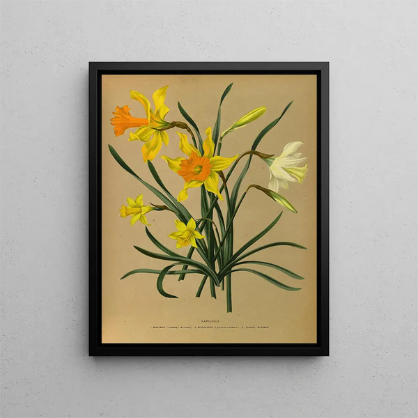 Narcisse 3 - Arentina Hendrica Arendsen — kehystetty taideteos seinällä