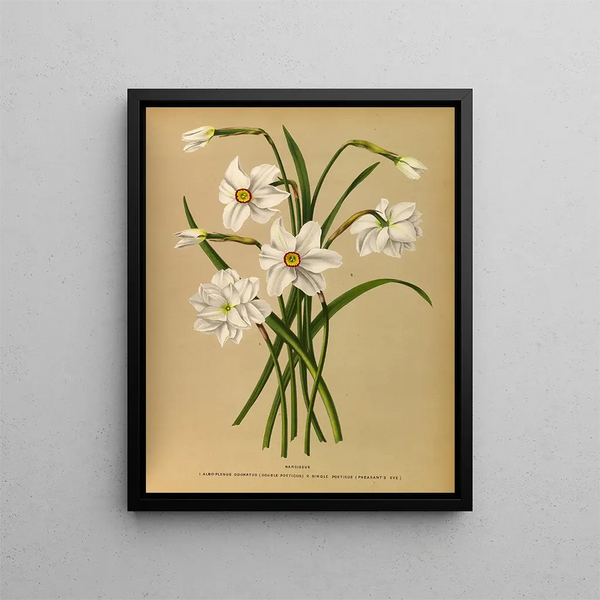 Narcisse 4 - Arentina Hendrica Arendsen — kehystetty taideteos seinällä
