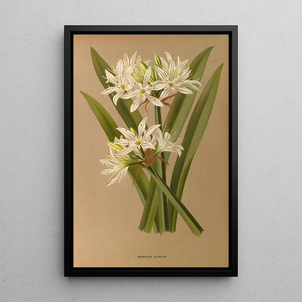Maalauksen jäljennös Pancratium illyricum - Arentina Hendrica Arendsen