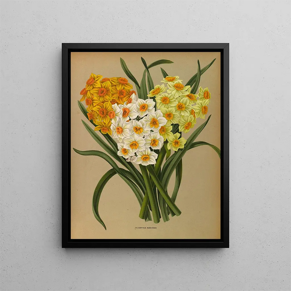 Narcisse Polyanthus - Arentina Hendrica Arendsen — kehystetty taideteos seinällä