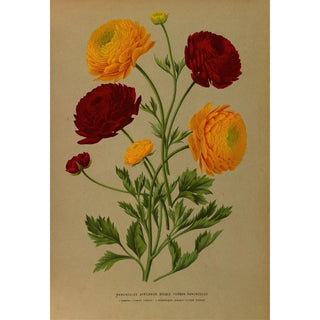 Arentina Hendrica Arendsen - Ranunculus Africanus Doubl Turban Ranunculus.webp