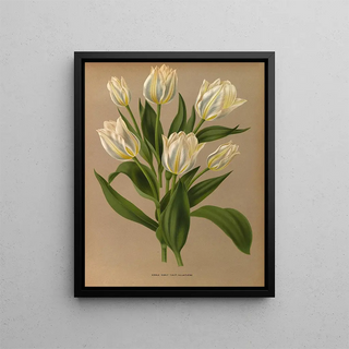 Arentina Hendrica Arendsen - Single Early Tulip La Laitiere.webp