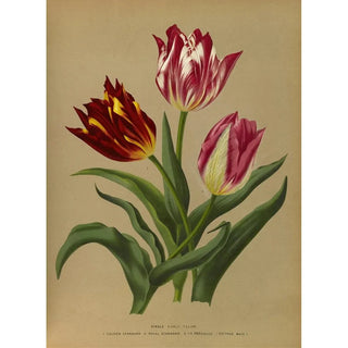 Arentina Hendrica Arendsen - Single Early Tulips 3.webp