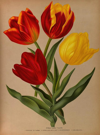 Tulipes précoces simples 4 - Arentina Hendrica Arendsen — näkymä teoksesta