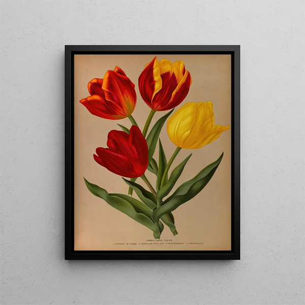Tulipes précoces simples 4 - Arentina Hendrica Arendsen — kehystetty taideteos seinällä