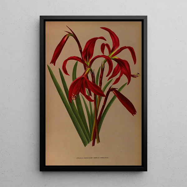 Maalauksen jäljennös Sprekelia formosissima Amaryllis formosissima - Arentina Hendrica Arendsen