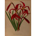 Maalauksen jäljennös Sprekelia formosissima Amaryllis formosissima - Arentina Hendrica Arendsen