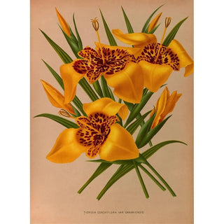 Arentina Hendrica Arendsen - Tigridia ConchiploraVarCanariensis.webp