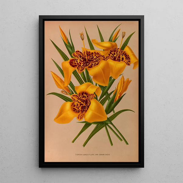 Tigridia conchiflora -lajikkeesta canariensis - Arentina Hendrica Arendsen — kehystetty taideteos seinällä