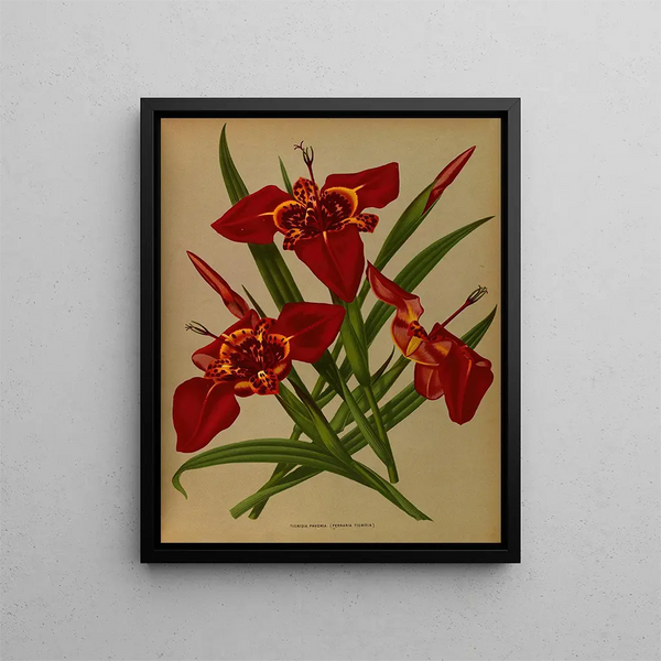 Tigridia pavonia Ferraria tigridia - Arentina Hendrica Arendsen — kehystetty taideteos seinällä