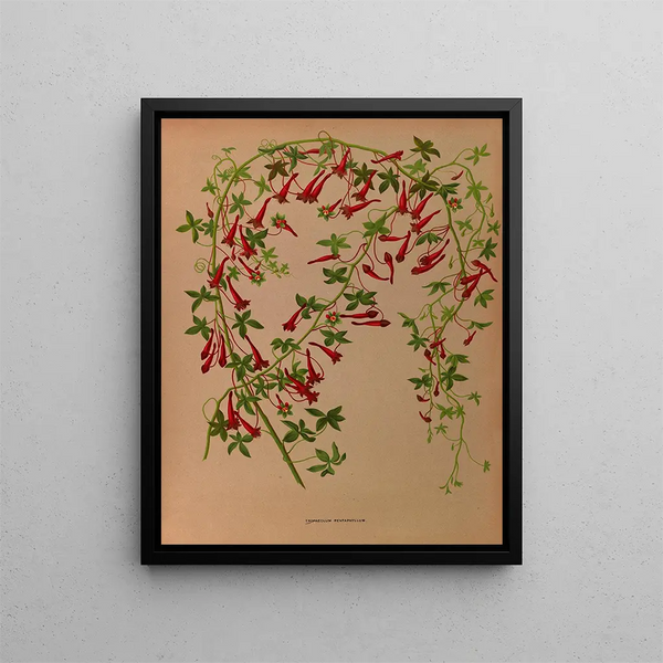 Tropaeolum pentaphyllum - Arentina Hendrica Arendsen — kehystetty taideteos seinällä