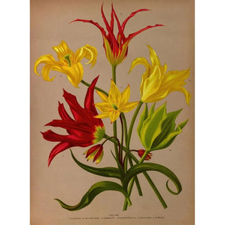 Arentina Hendrica Arendsen - Tulipa.webp