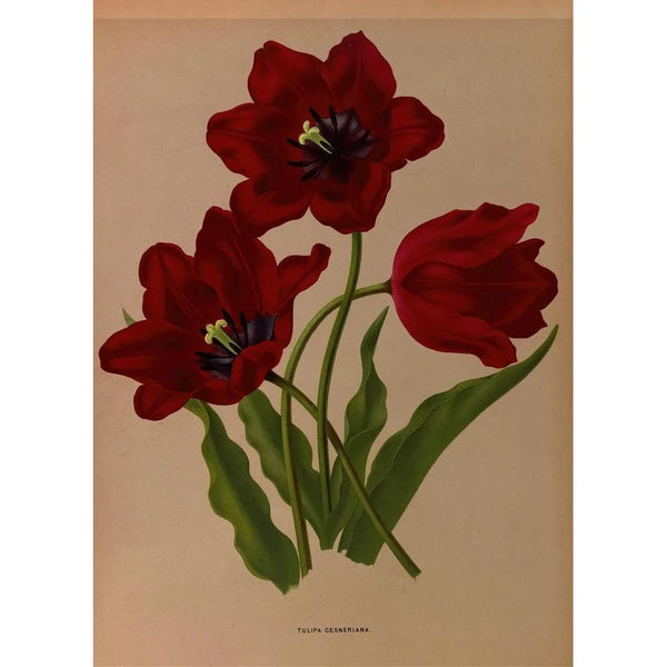 Tulipa gesneriana - Arentina Hendrica Arendsen — kehystetty taideteos seinällä