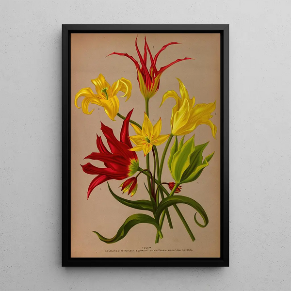 Tulipa - Arentina Hendrica Arendsen — kehystetty taideteos seinällä